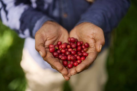 Hands full of coffee cherries