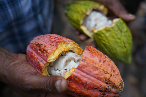 Cacao beans in open cacao pod