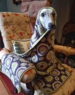 A whippet sat on up on an armchair. The dog is wrapped in a rectangular scarf made up of circular motifs in dark grey, pale purple, dark purple, pale green and light green.