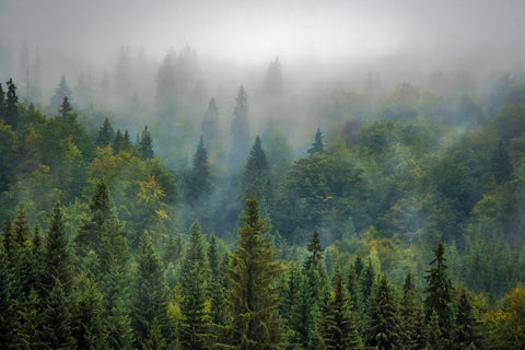 Image of a lush forest