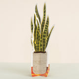 Snake Plant Paper Plant