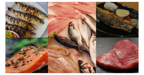 Fatty Fish Foods Blog Photo