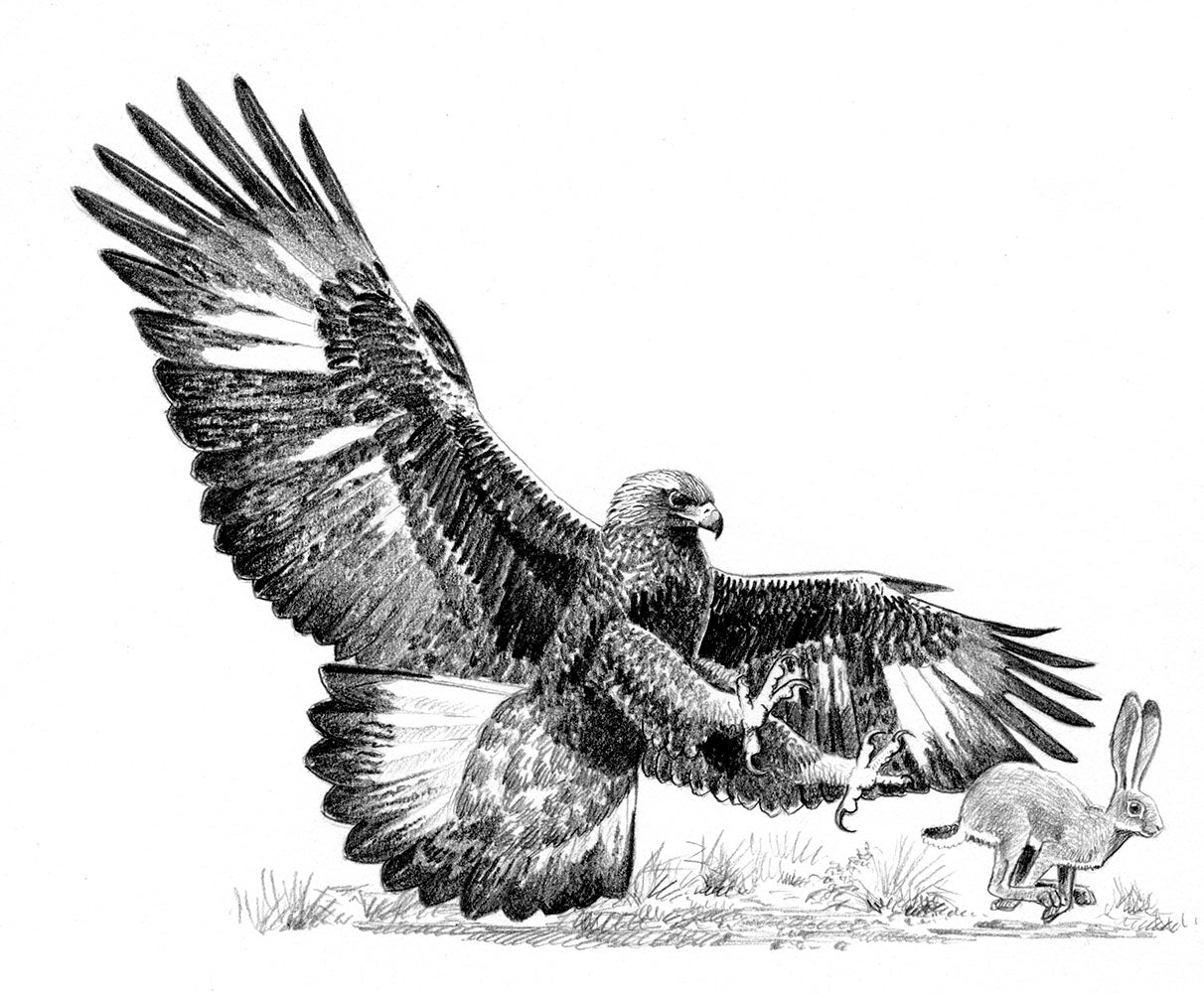 Behavior Of The Golden Eagle An Illustrated Ethogram