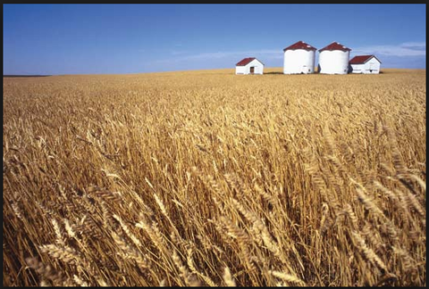 Saskatchewan grain fields