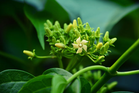 gymnema sylvestre plant