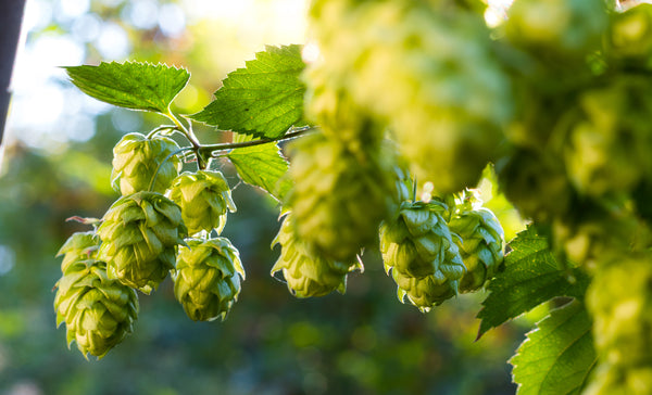 hops flower extract