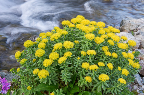 yellow flowering plant 