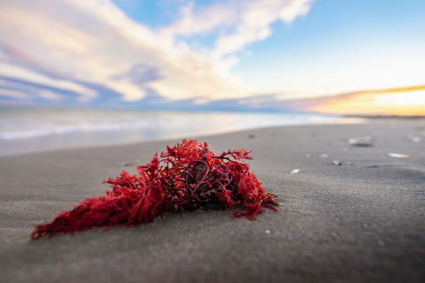 red seaweed on the beach