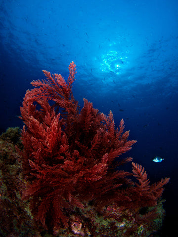 red seaweed in the ocean
