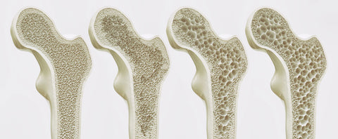 images of the inside of human bones