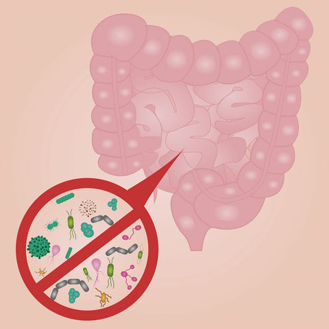illustration of intestine and bacteria 