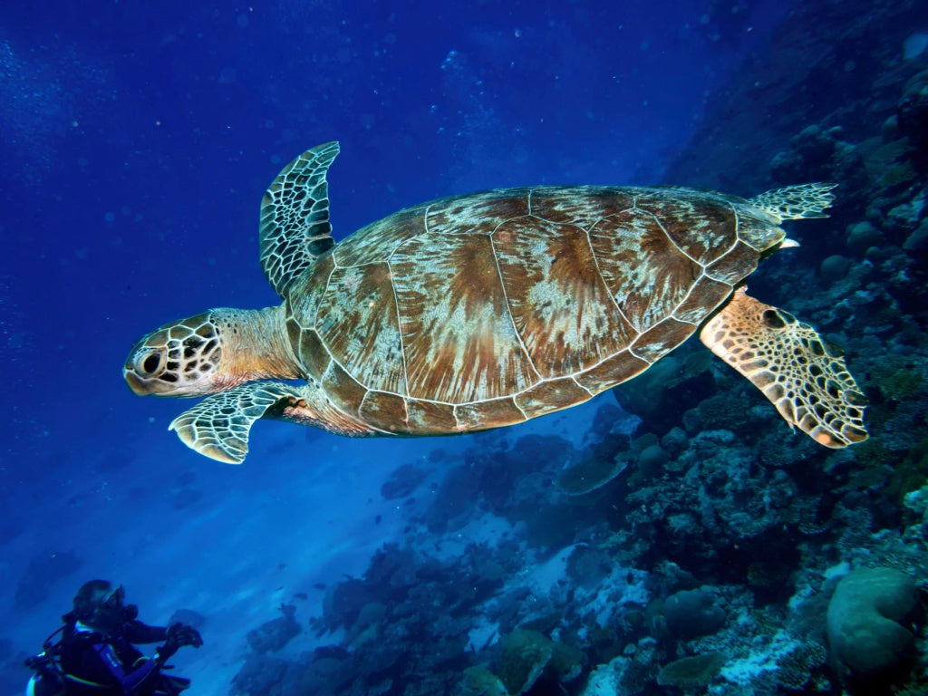 Черепаха приходит первой. Черепаха Камэ. Зелёная черепаха и бисса. Морская черепаха бисса плавает, Окинава, Япония. Морская черепаха бисса фото.