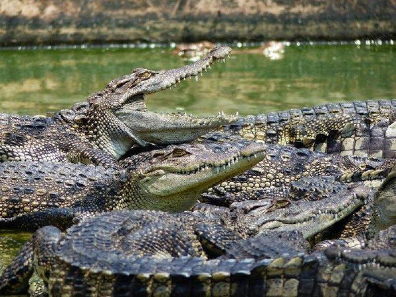 Crocodile farm jong Jong's Crocodile