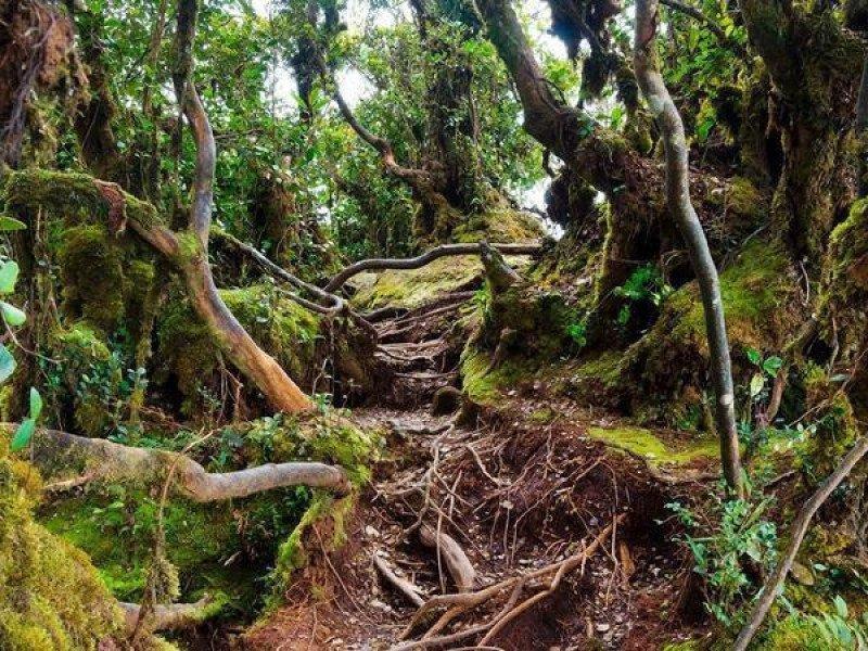 2 Hour Mossy Forest Private Tour Malaysia Adventoro