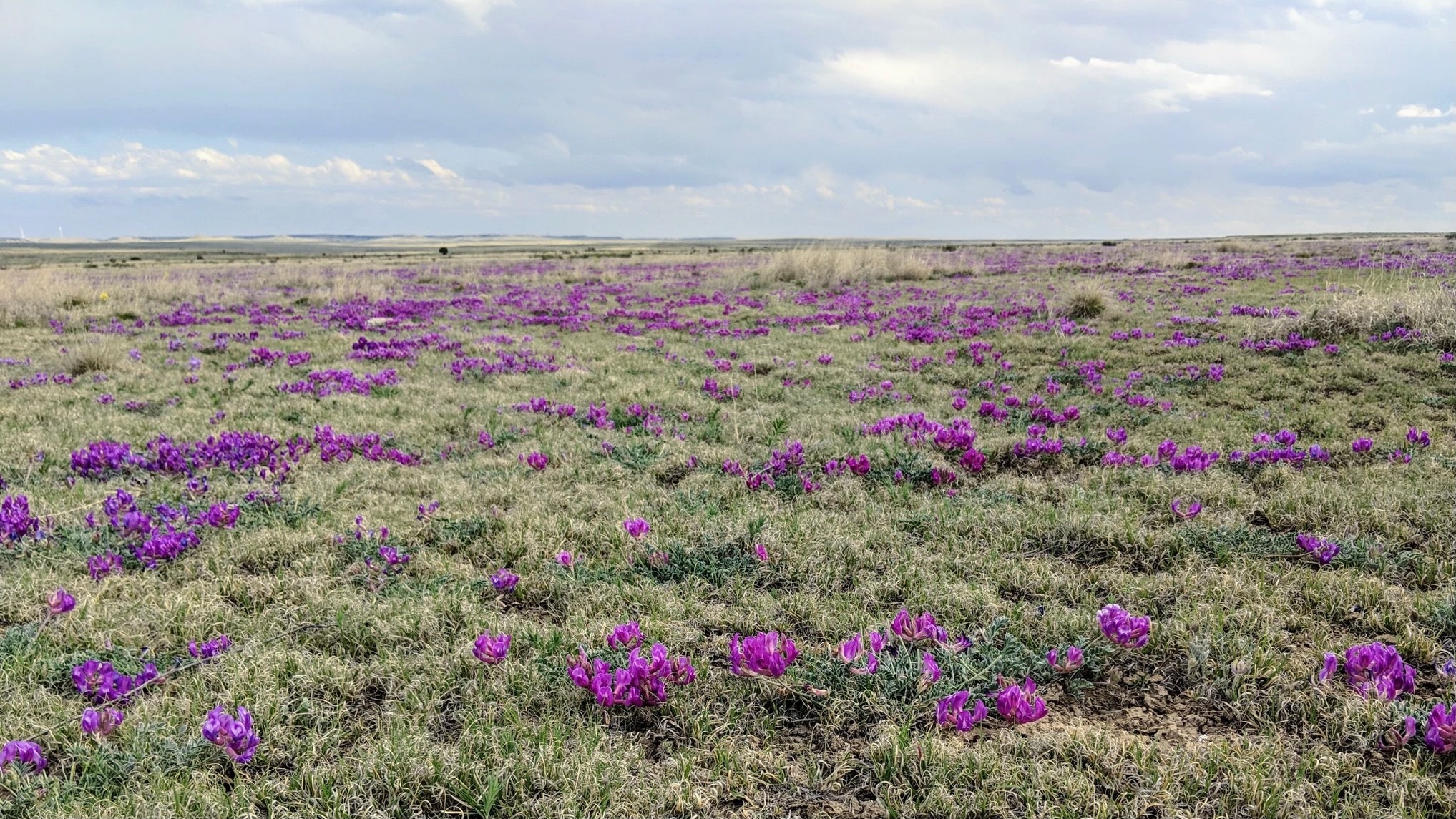 Image of a Colorado prairie with violet flowers.