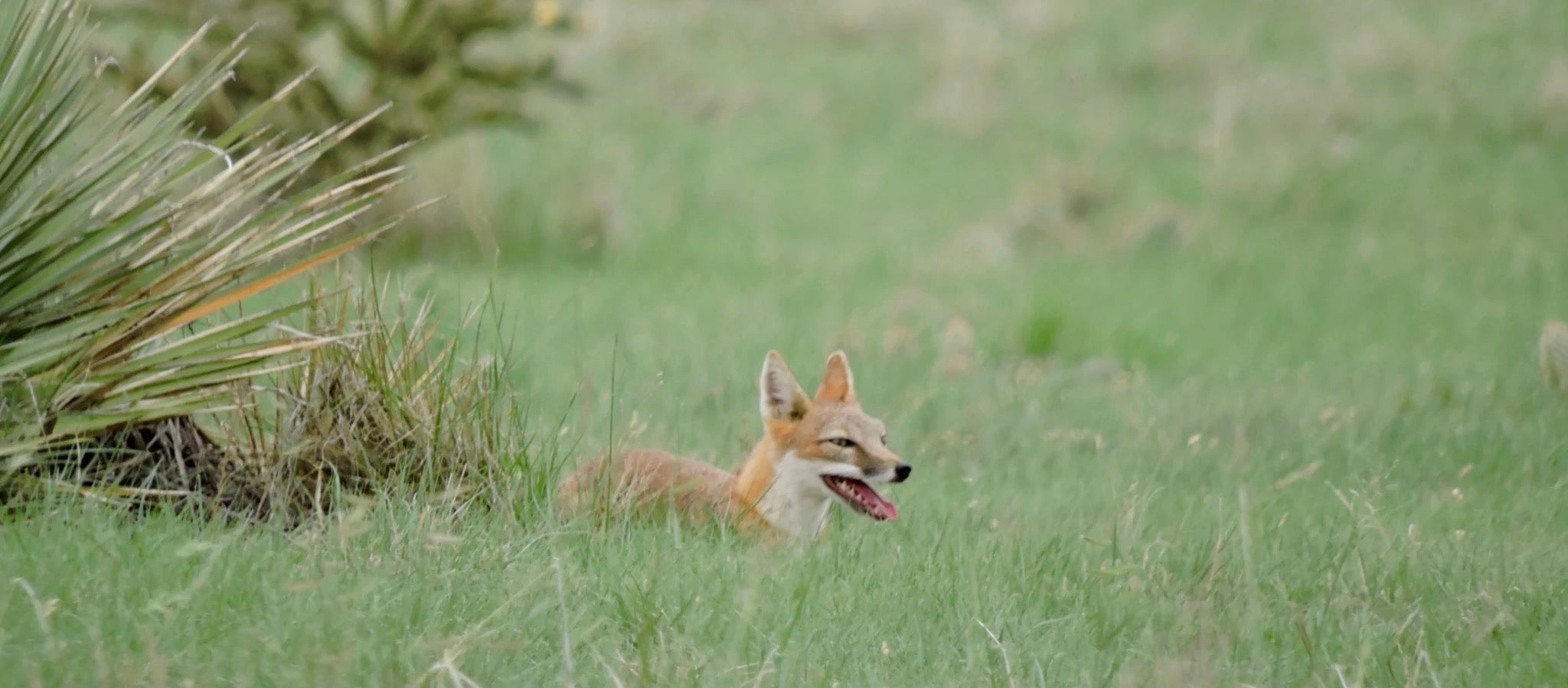 Image of swift fox in Colorado’s shortgrass prairie.