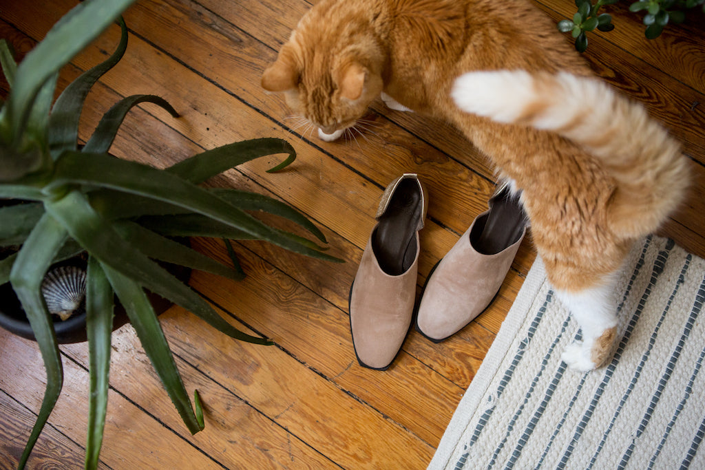 Top view of Uli Beutter Cohen's cat walking beside her Coclico flats. 