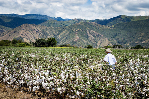 cotton field with farmer and mountains in the background