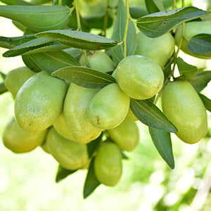 Hobacare Jojoba - jojoba plant