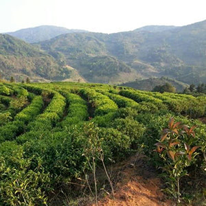 Prince of Peace Organic Black Tea - tea fields