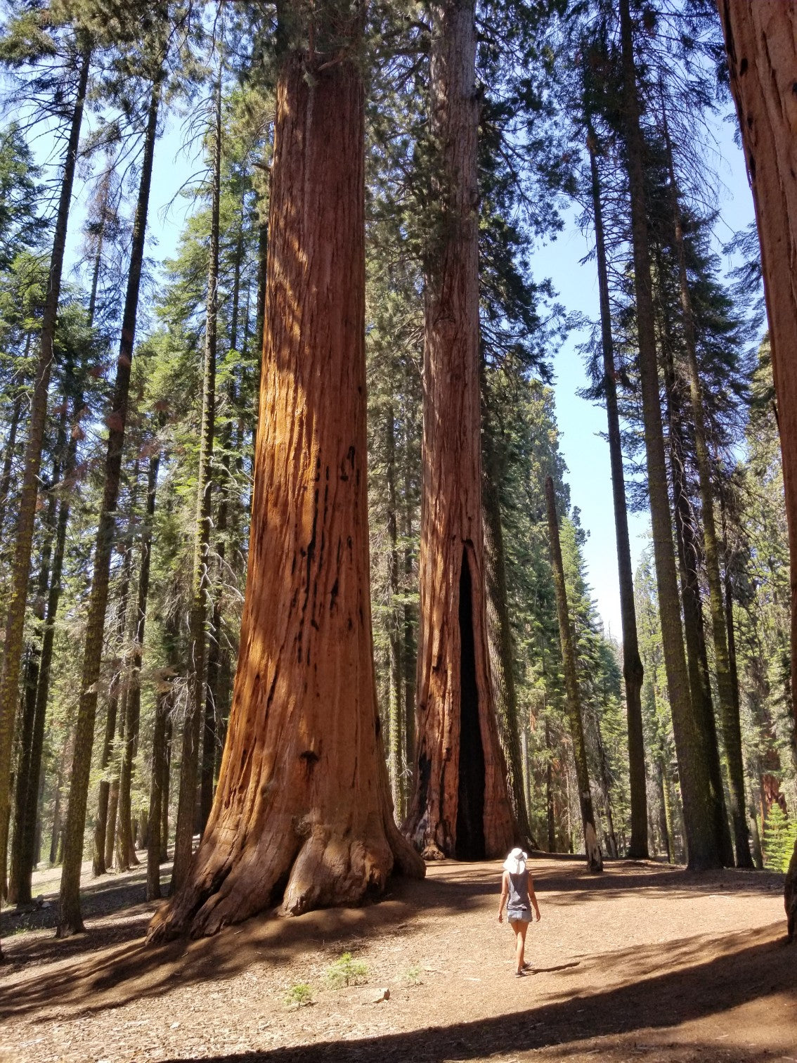 Sequoia Forest, Sequoia National Park