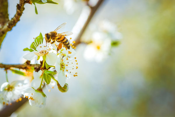 Bridging the Gap: How Pollinators Connect Flowers and Foster Bountiful Blooms