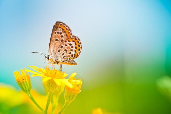 Types of pollinators and their characteristics