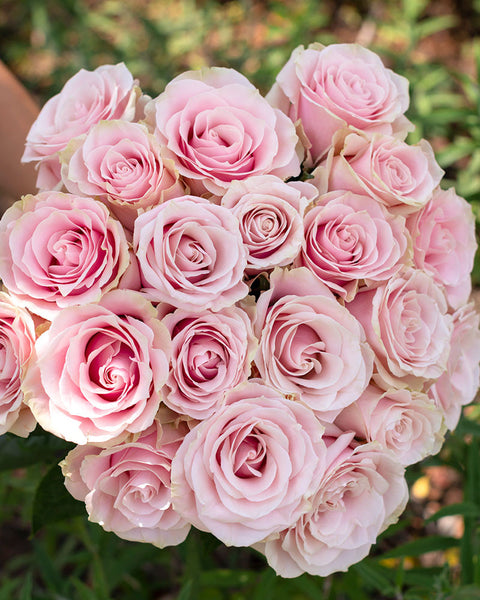 Pink Mondial Rose