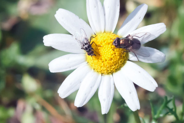 Pollination methods used by different pollinators