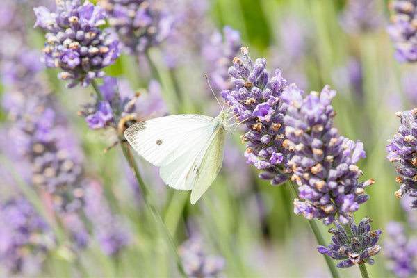 The mutualistic relationship between flowers and pollinators