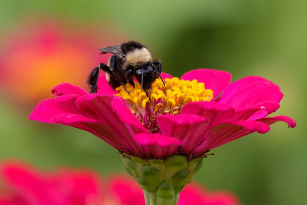 Factors affecting pollinator populations and their implications