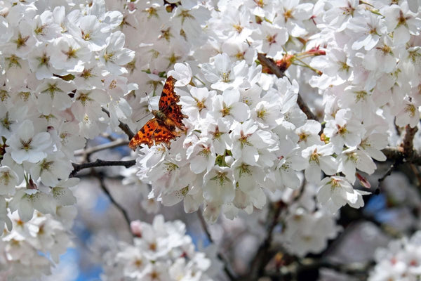 Creating a pollinator-friendly garden or landscape