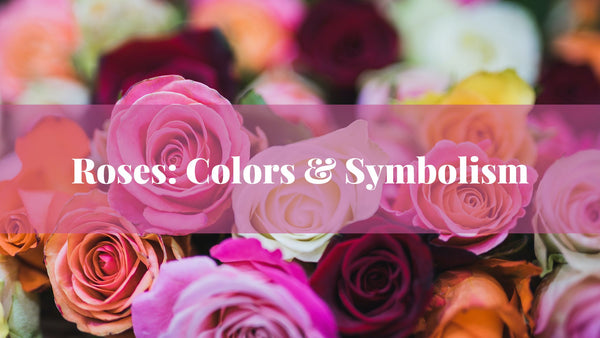 Roses: Meaning of colors and symbolism