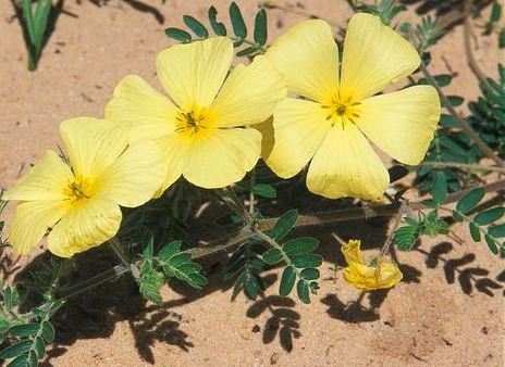 Tribulus Omanese: The National Flower of the UAE