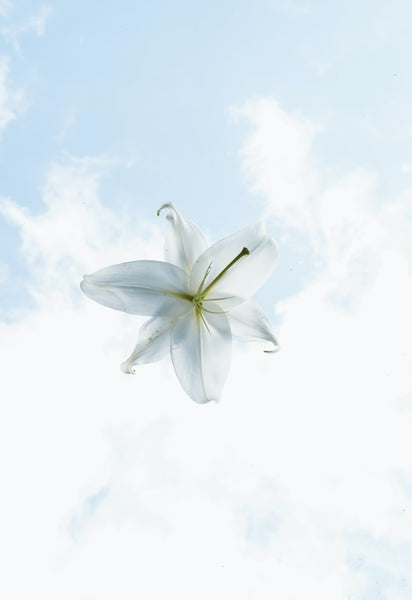 What Do Lilies Represent?