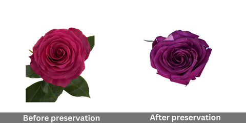 dark-pink-rose-before-and-after-preservation