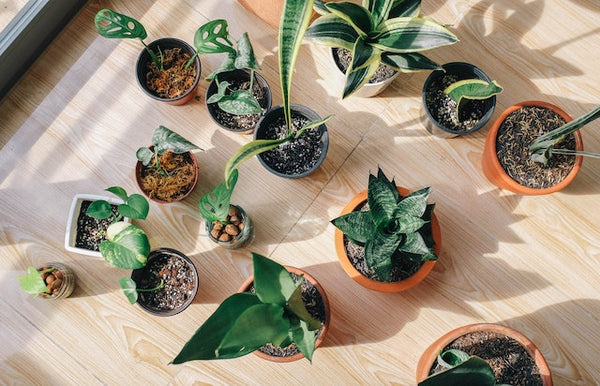 indoor plants health benefits