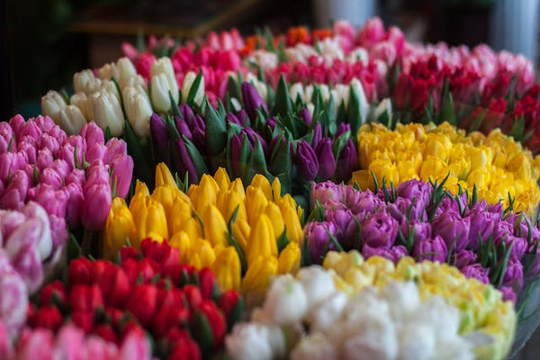 The Enchanting Language of Tulips: Colors and Their Deep Symbolism