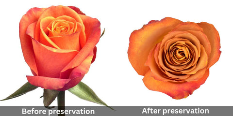 orange-rose-before-and-after-preservation