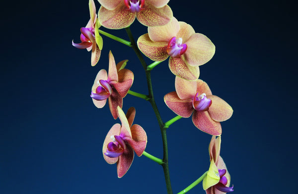 Orchids