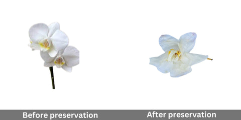 orchid-before-and-after-preservation