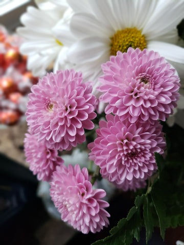 Chrysanthemums