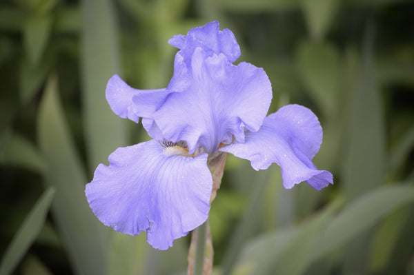 iris flower