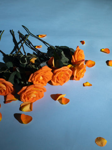 orange rose