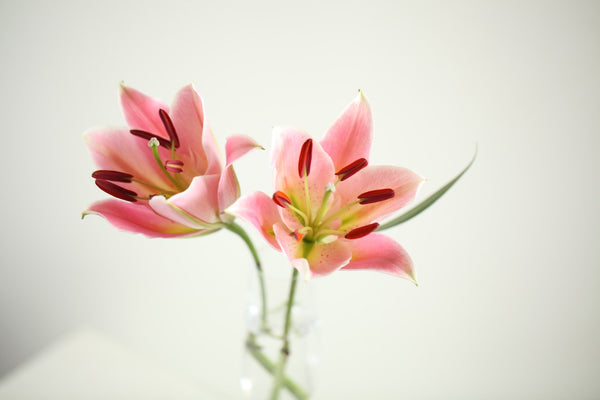 The Meaning of Lily Flowers: Colors and Symbolism