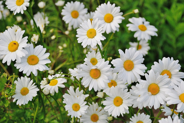 daisy flower