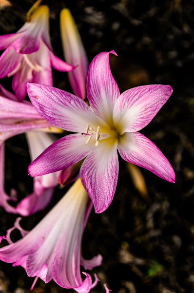 purple lily