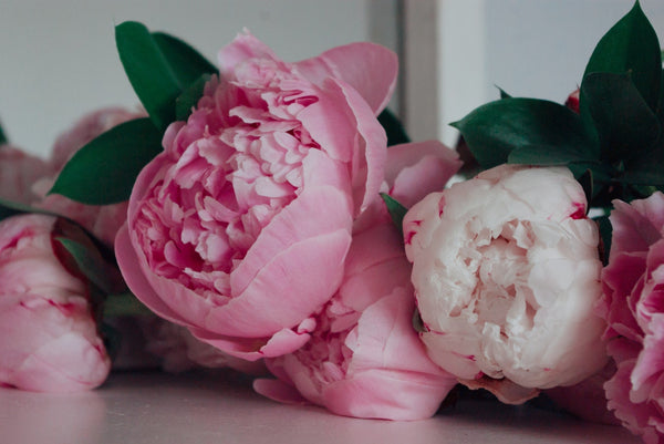 Peony Flowers: Exploring the Different Colors and Meanings