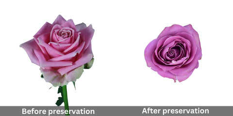 pink-rose-before-and-after-preservation