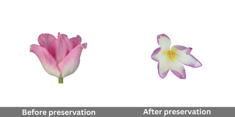 pink-tulip-before-and-after-preservation
